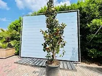 Magnolia grandiflora 400cm - afbeelding 1 van  1