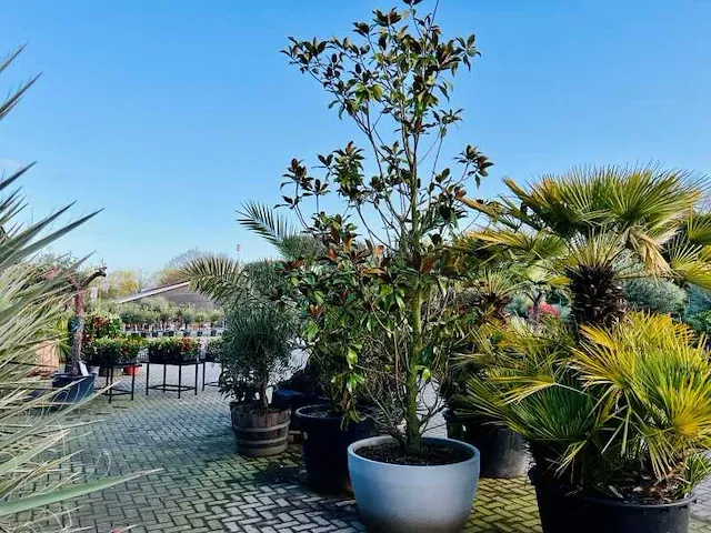 Magnolia grandiflora 420cm hoog, design pot niet meegeleverd - afbeelding 1 van  1