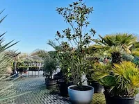 Magnolia grandiflora 420cm hoog, design pot niet meegeleverd - afbeelding 1 van  1