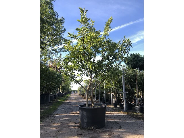 Magnolia magnolia 'betty', meerstammig, roze bloei, ca. 250 cm hoog - afbeelding 1 van  2