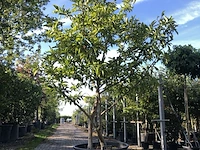 Magnolia magnolia 'betty', meerstammig, roze bloei, ca. 250 cm hoog - afbeelding 1 van  2