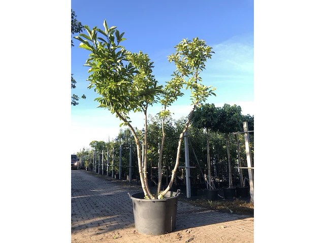 Magnolia magnolia 'betty', meerstammig, roze bloei, ca. 3 m hoog - afbeelding 1 van  2