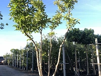 Magnolia magnolia 'betty', meerstammig, roze bloei, ca. 3 m hoog - afbeelding 1 van  2