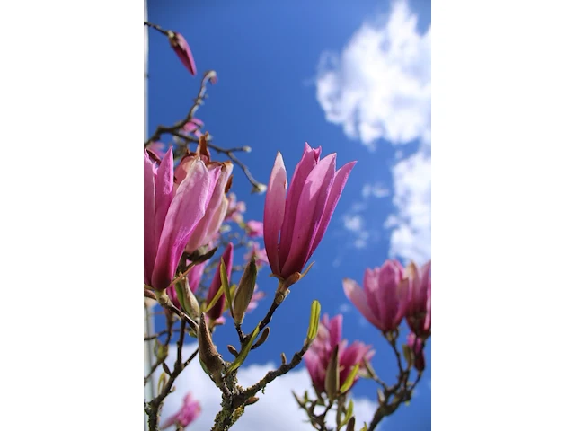 Magnolia magnolia 'betty', meerstammig, roze bloei, ca. 3 m hoog - afbeelding 2 van  2