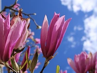 Magnolia magnolia 'betty', meerstammig, roze bloei, ca. 3 m hoog - afbeelding 2 van  2