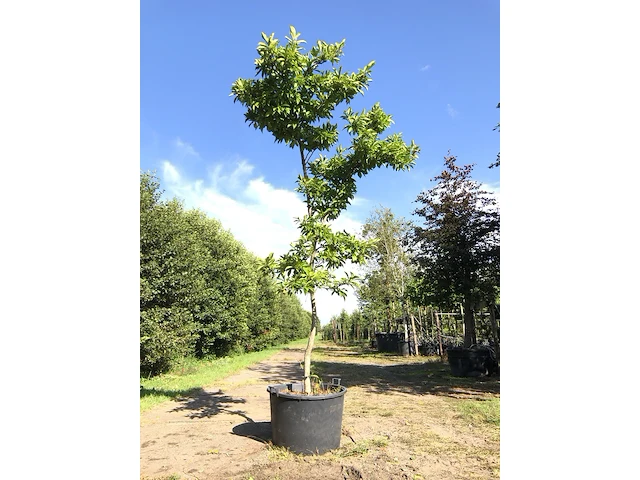 Magnolia magnolia 'betty', solitair, roze bloei, ca. 3 m hoog - afbeelding 1 van  2