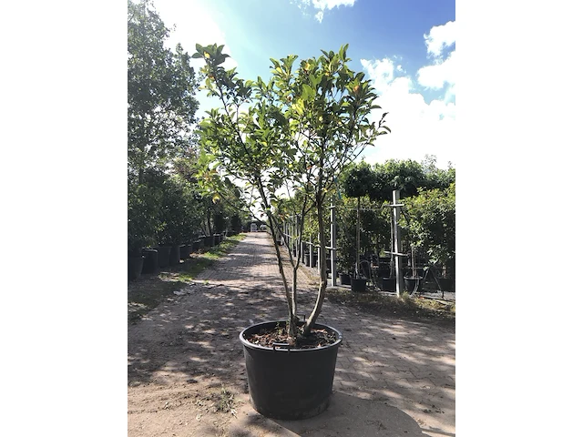 Magnolia magnolia 'susan', meerstammig, roze bloei, ca. 200 cm hoog - afbeelding 1 van  2