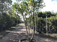 Magnolia magnolia 'susan', meerstammig, roze bloei, ca. 200 cm hoog - afbeelding 1 van  2