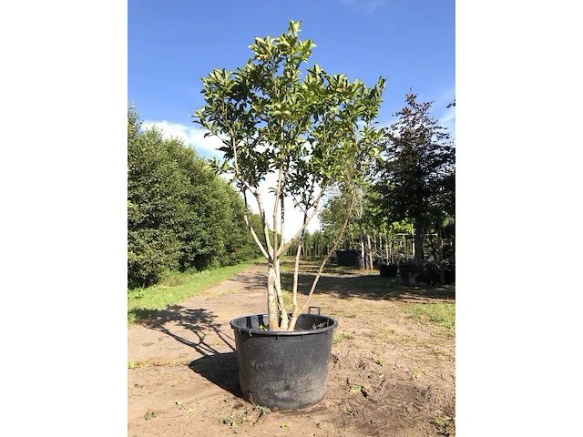 Magnolia magnolia 'susan', meerstammig, roze bloei, ca. 200 cm hoog - afbeelding 1 van  2