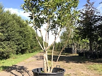 Magnolia magnolia 'susan', meerstammig, roze bloei, ca. 200 cm hoog - afbeelding 1 van  2