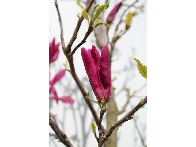 Magnolia magnolia 'susan', meerstammig, roze bloei, ca. 200 cm hoog - afbeelding 2 van  2