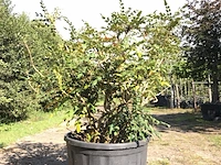 Mahonie mahonia aquifolium, meerstammig, gele bloei, ca. 150 cm - afbeelding 1 van  2