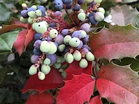 Mahonie mahonia aquifolium, meerstammig, gele bloei, ca. 150 cm - afbeelding 2 van  2