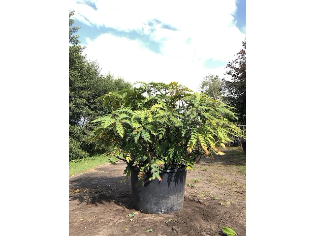Mahonie mahonia aquifolium, solitair, gele bloei, ca. 150 cm - afbeelding 1 van  2