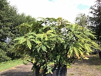 Mahonie mahonia aquifolium, solitair, gele bloei, ca. 150 cm - afbeelding 1 van  2