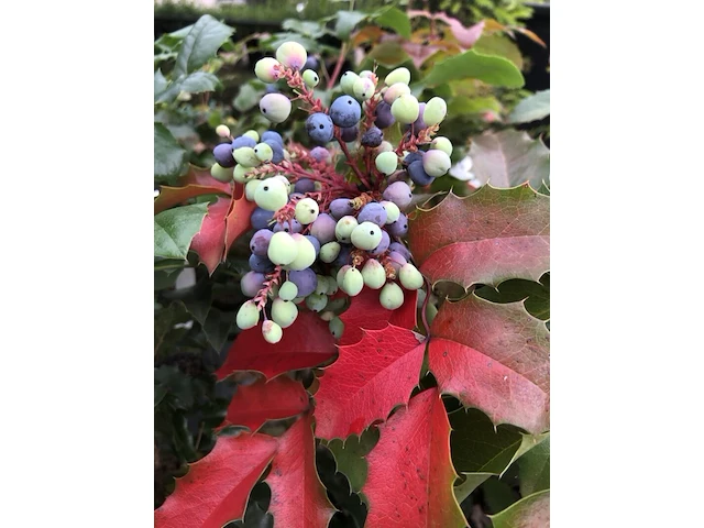 Mahonie mahonia aquifolium, solitair, gele bloei, ca. 150 cm - afbeelding 2 van  2