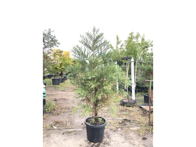 Mammoetboom sequoiadendron giganteum, naaldboom, wintergroen, ca. 2 m hoog - afbeelding 1 van  1