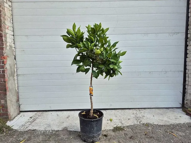 Mandarijnenboom - citrus reticulata - hoogte ca. 150 cm - afbeelding 1 van  2