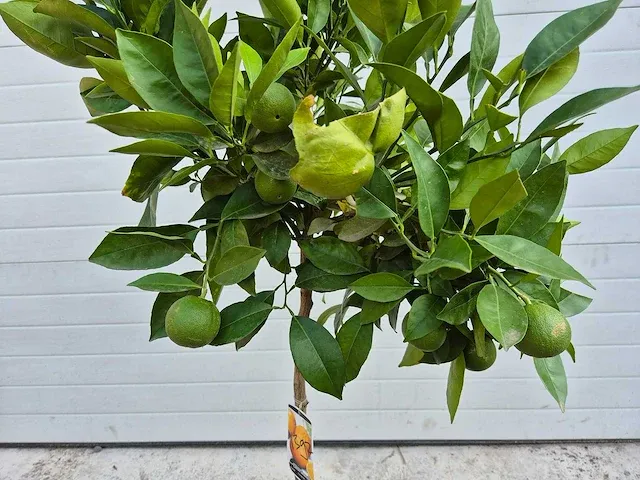 Mandarijnenboom - citrus reticulata - hoogte ca. 150 cm - afbeelding 2 van  2