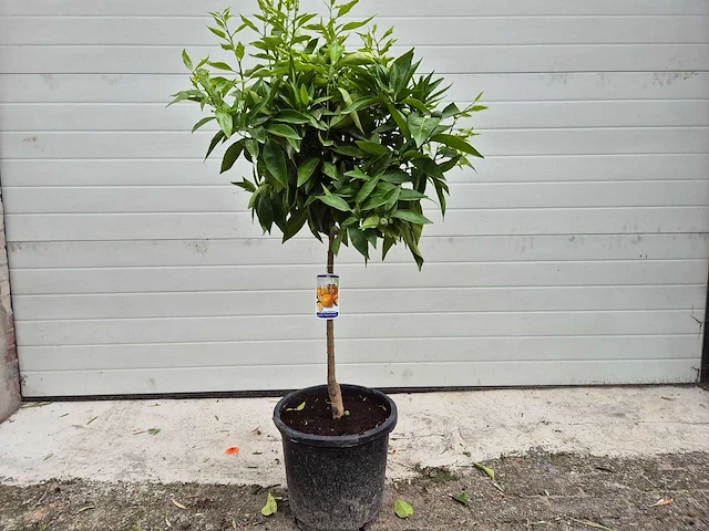 Mandarijnenboom - citrus reticulata - hoogte ca. 150 cm - afbeelding 1 van  2