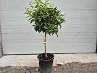 Mandarijnenboom - citrus reticulata - hoogte ca. 150 cm - afbeelding 1 van  2