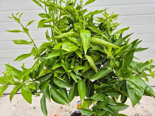Mandarijnenboom - citrus reticulata - hoogte ca. 150 cm - afbeelding 2 van  2