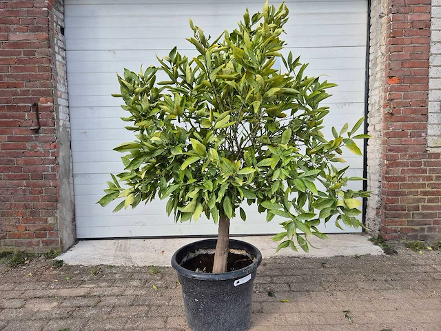 Mandarijnenboom - citrus reticulata - hoogte ca. 180 cm - afbeelding 1 van  3