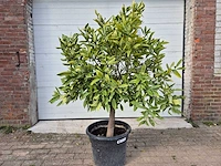 Mandarijnenboom - citrus reticulata - hoogte ca. 180 cm - afbeelding 1 van  3