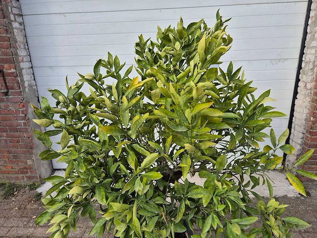 Mandarijnenboom - citrus reticulata - hoogte ca. 180 cm - afbeelding 2 van  3