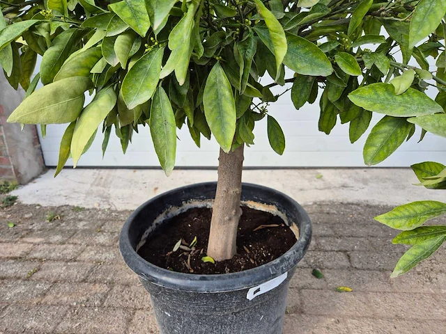 Mandarijnenboom - citrus reticulata - hoogte ca. 180 cm - afbeelding 3 van  3