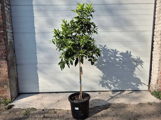 Mandarijnenboom - citrus reticulata - hoogte ca. 180 cm - afbeelding 1 van  6