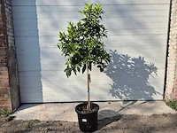 Mandarijnenboom - citrus reticulata - hoogte ca. 180 cm - afbeelding 1 van  6
