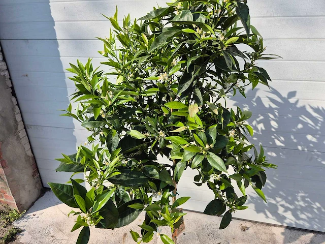 Mandarijnenboom - citrus reticulata - hoogte ca. 180 cm - afbeelding 2 van  6