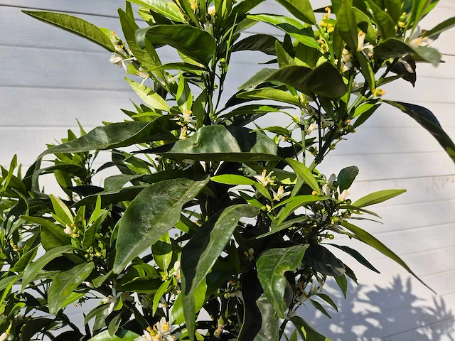 Mandarijnenboom - citrus reticulata - hoogte ca. 180 cm - afbeelding 3 van  6