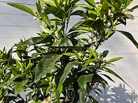 Mandarijnenboom - citrus reticulata - hoogte ca. 180 cm - afbeelding 3 van  6