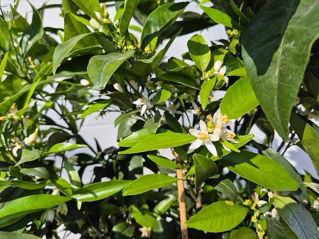 Mandarijnenboom - citrus reticulata - hoogte ca. 180 cm - afbeelding 4 van  6