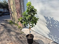 Mandarijnenboom - citrus reticulata - hoogte ca. 180 cm - afbeelding 5 van  6