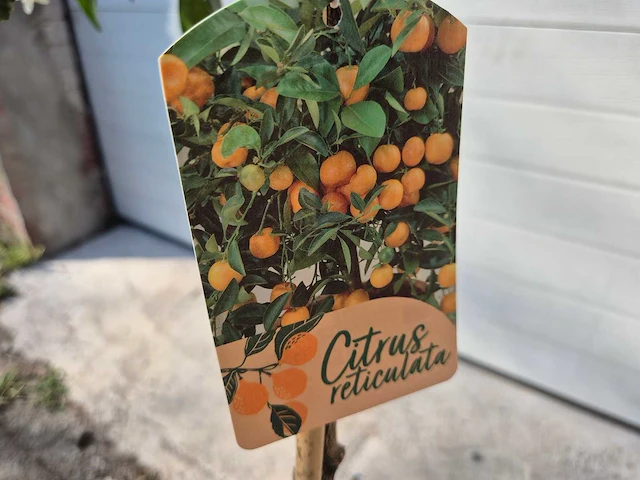 Mandarijnenboom - citrus reticulata - hoogte ca. 180 cm - afbeelding 6 van  6