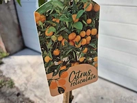 Mandarijnenboom - citrus reticulata - hoogte ca. 180 cm - afbeelding 6 van  6