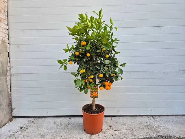 Mandarijnenboom - vrucht- / fruitboom - citrus calamondin - hoogte ca. 130 cm - afbeelding 1 van  4