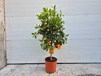 Mandarijnenboom - vrucht- / fruitboom - citrus calamondin - hoogte ca. 130 cm - afbeelding 1 van  4