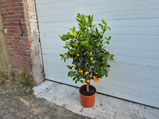 Mandarijnenboom - vrucht- / fruitboom - citrus calamondin - hoogte ca. 130 cm - afbeelding 2 van  4