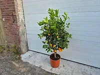 Mandarijnenboom - vrucht- / fruitboom - citrus calamondin - hoogte ca. 130 cm - afbeelding 2 van  4