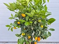 Mandarijnenboom - vrucht- / fruitboom - citrus calamondin - hoogte ca. 130 cm - afbeelding 3 van  4