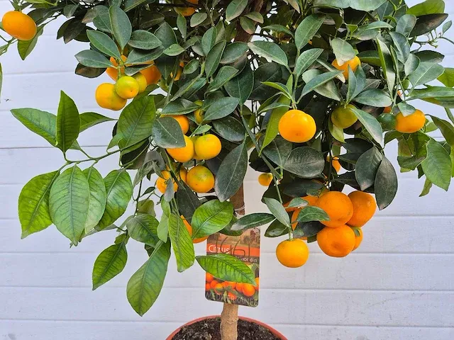 Mandarijnenboom - vrucht- / fruitboom - citrus calamondin - hoogte ca. 130 cm - afbeelding 4 van  4