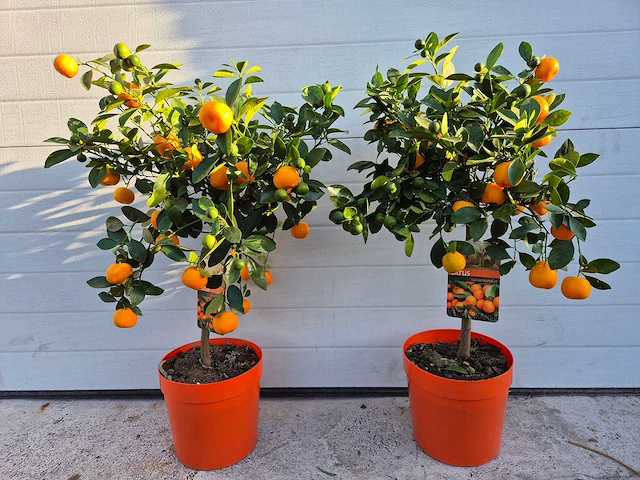 Mandarijnenboom - vrucht- / fruitboom - citrus calamondin - hoogte ca. 50 cm (2x) - afbeelding 1 van  3