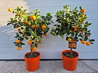 Mandarijnenboom - vrucht- / fruitboom - citrus calamondin - hoogte ca. 50 cm (2x) - afbeelding 1 van  3