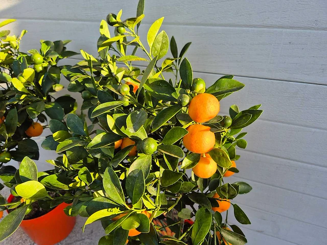 Mandarijnenboom - vrucht- / fruitboom - citrus calamondin - hoogte ca. 50 cm (2x) - afbeelding 3 van  3