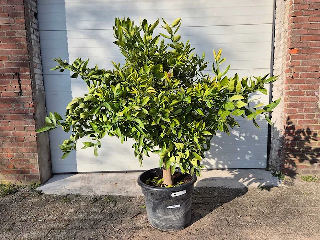 Mandarijnenboom xl - citrus reticulata - hoogte ca. 180 cm - afbeelding 1 van  3