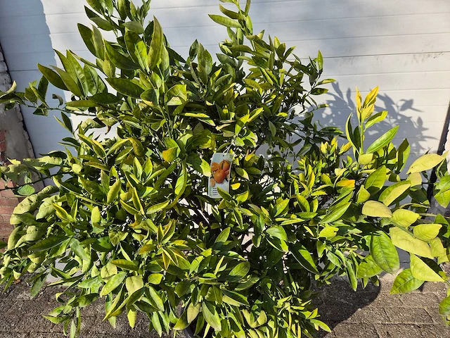 Mandarijnenboom xl - citrus reticulata - hoogte ca. 180 cm - afbeelding 2 van  3